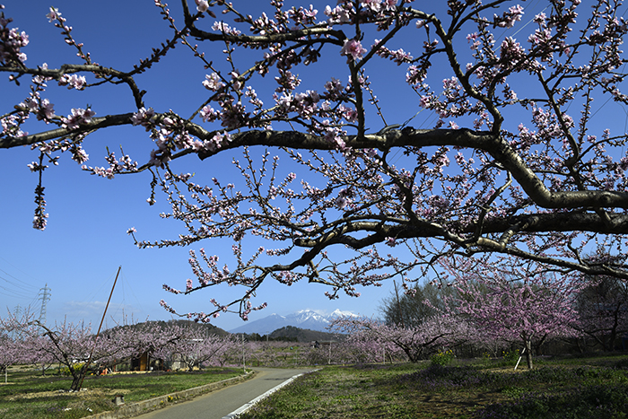 桃源郷からの八ヶ岳