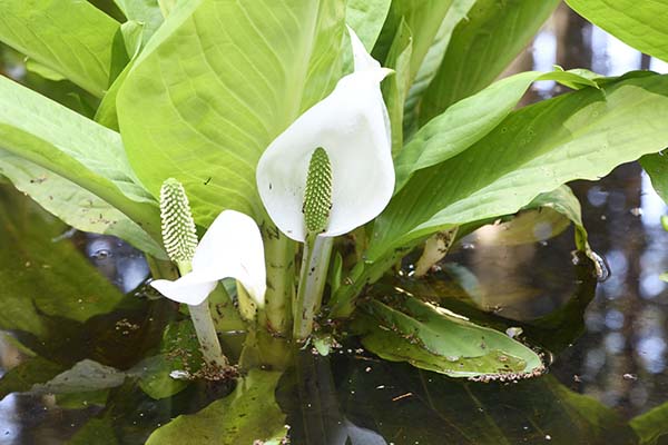 静岡市で見る水芭蕉