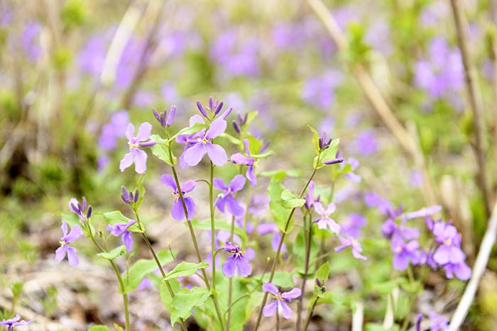 野に咲く花々