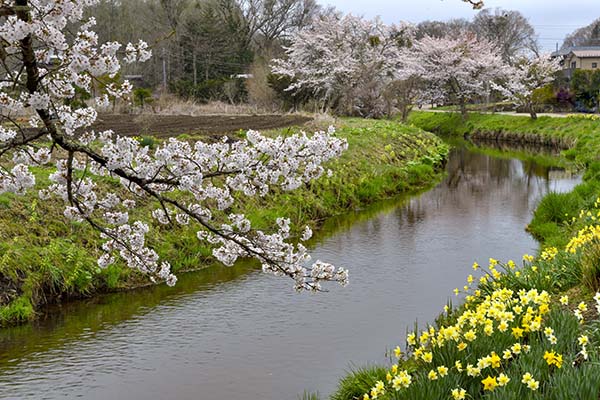 忍野の春