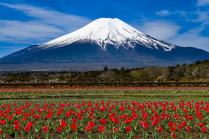 チューリップ畑と富士山