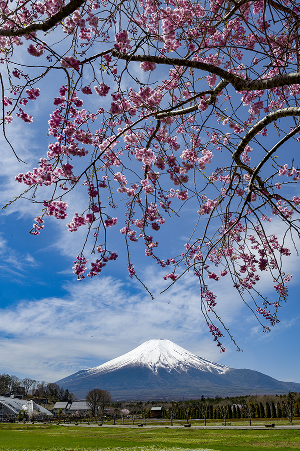 枝垂れ桜越しの富士山