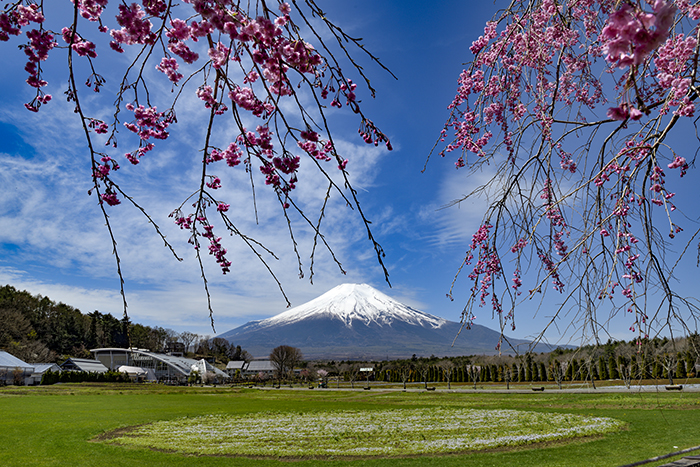 桜並木から