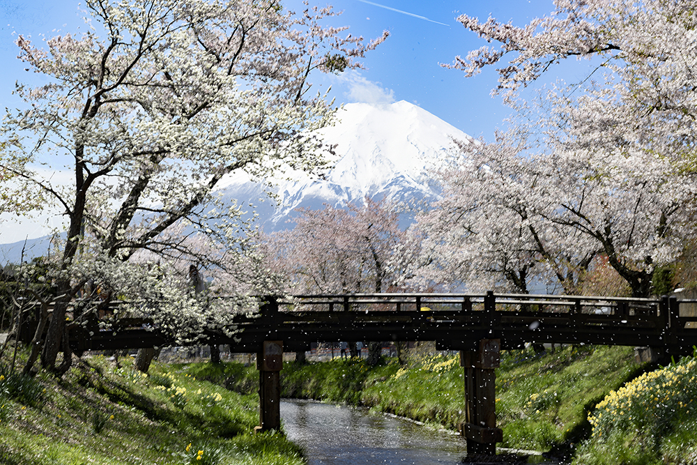 桜吹雪舞う