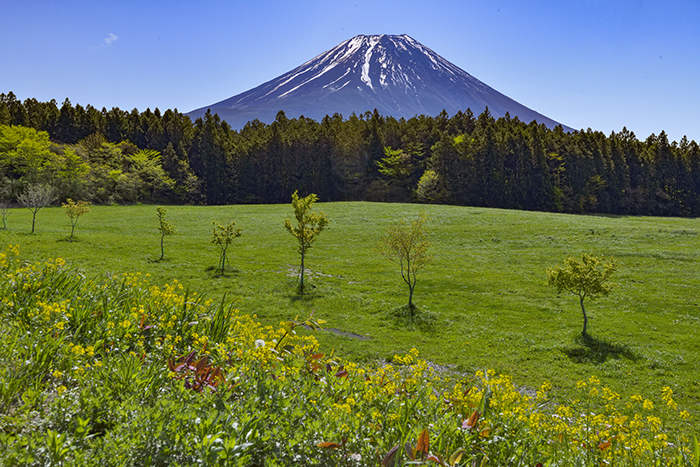 若葉萌ゆる朝霧