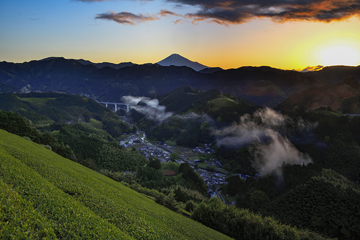 朝焼けの茶畑