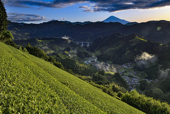 茶畑の夜が明けて