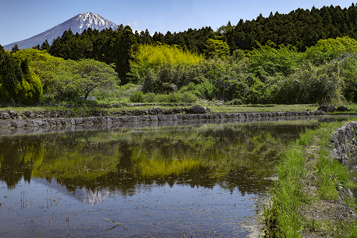 山合いの棚田