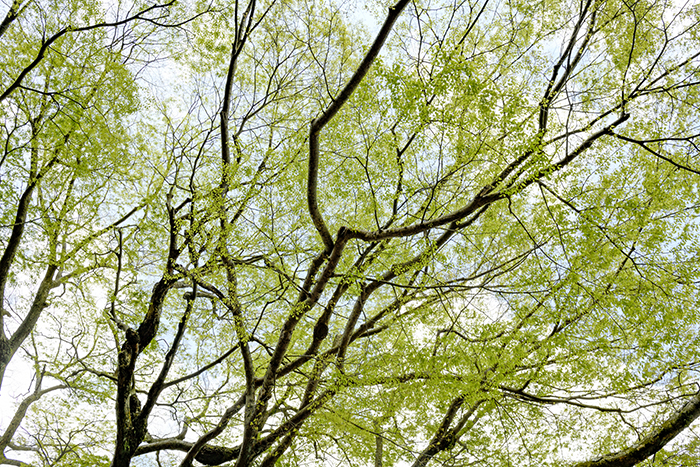 新緑がきれいでした　先週は桜がまだ咲いていたのに１週間でこんなに季節が動きました