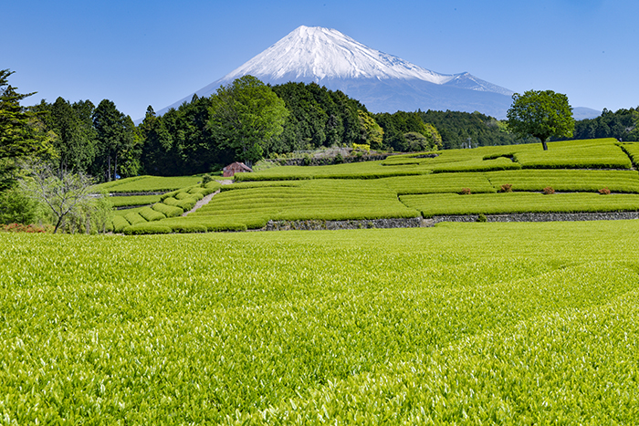 新緑目に鮮やか