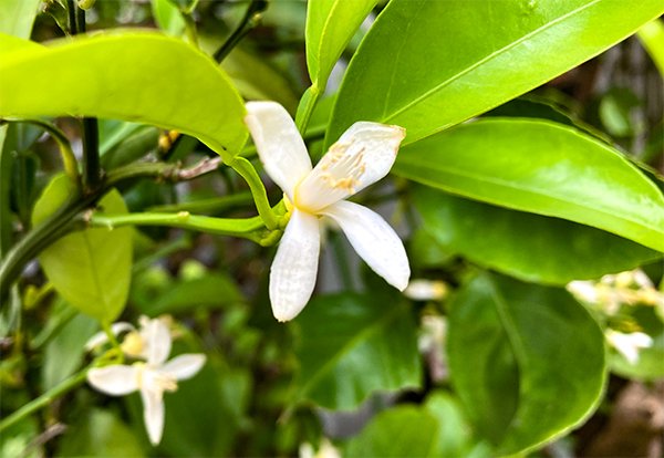 ランニングコースで見つけた夏ミカンの花