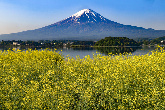 河口湖と菜の花