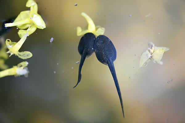 花を食べるオタマジャクシ