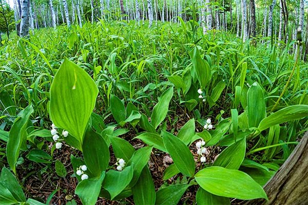 白樺林のなかのスズラン群生地