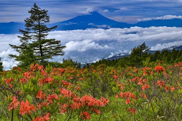 富士山と大雲海