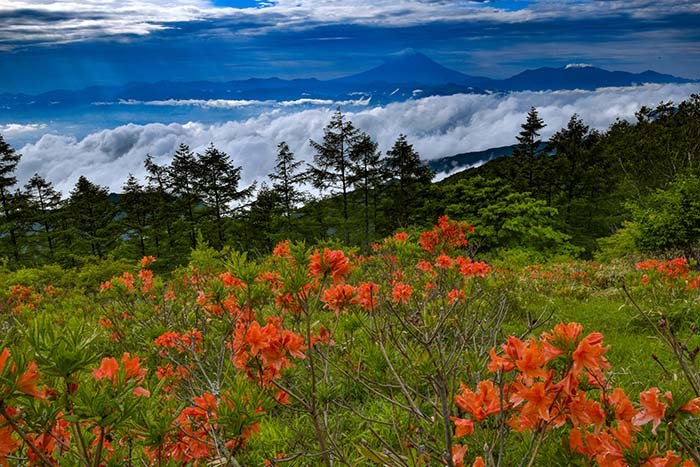 光芒ふる雲海の甘利山