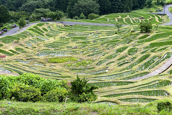 丸山千枚田