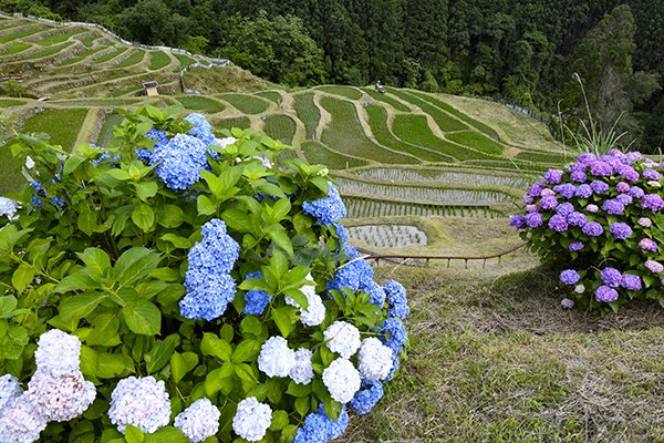 アジサイと田植え