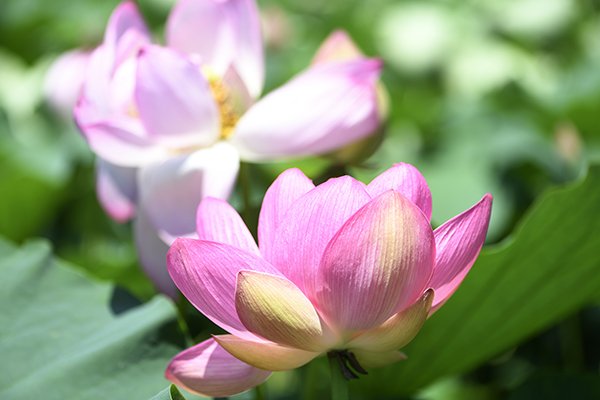 もうすぐ夏が来る