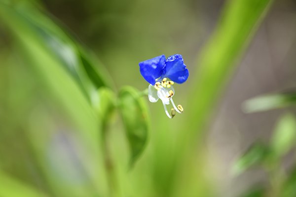 つゆ草