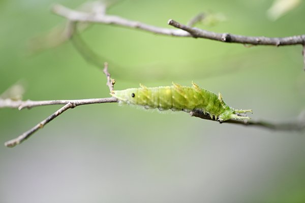 オオムラサキ幼虫