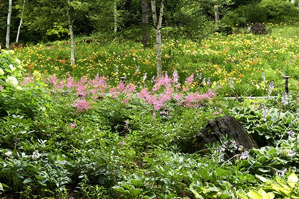 白樺とお花畑