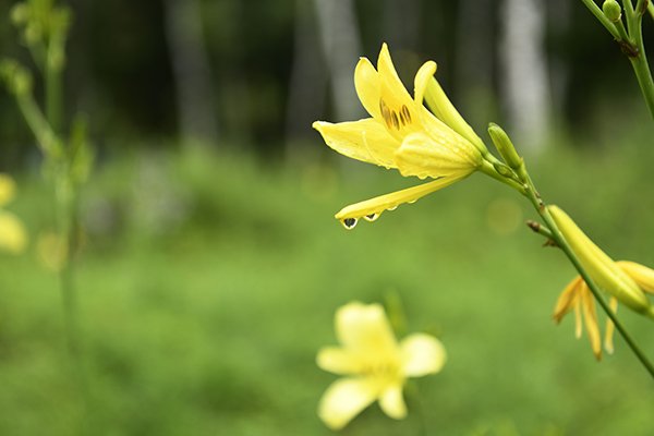 カンゾウ