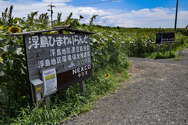 浮島ひまわりランド