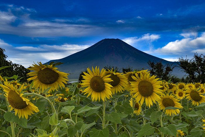 ひまわりと富士山