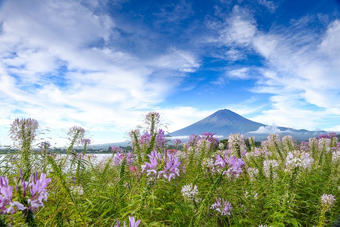 セイヨウフウチョウソウと富士山