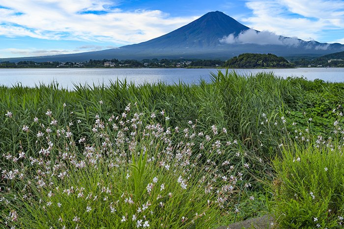 ガウラと富士山