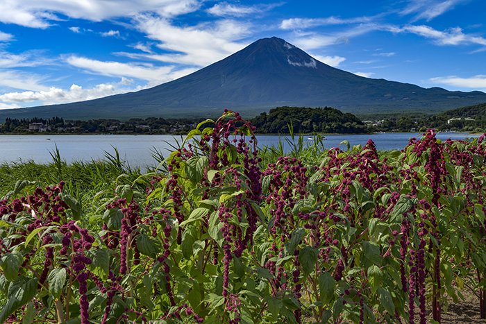 花咲く湖畔