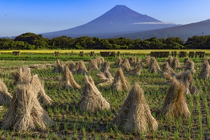 刈穂の田と富士山