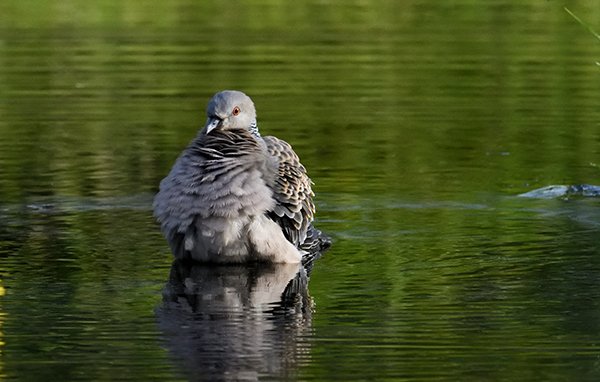 キジバトの行水