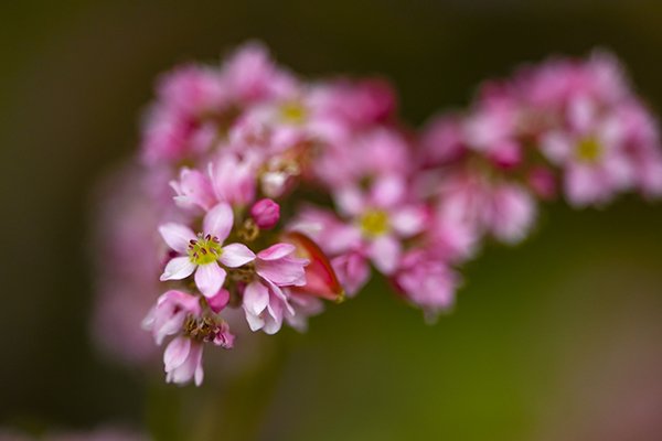 高嶺ルビーの花