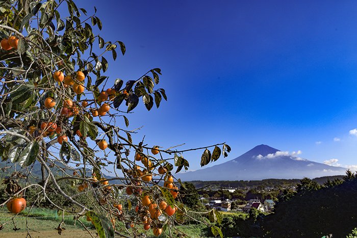 柿の木と富士山