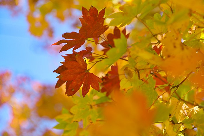 山中湖では紅葉が始まっていました