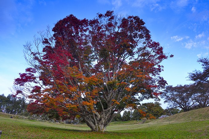 紅葉進む