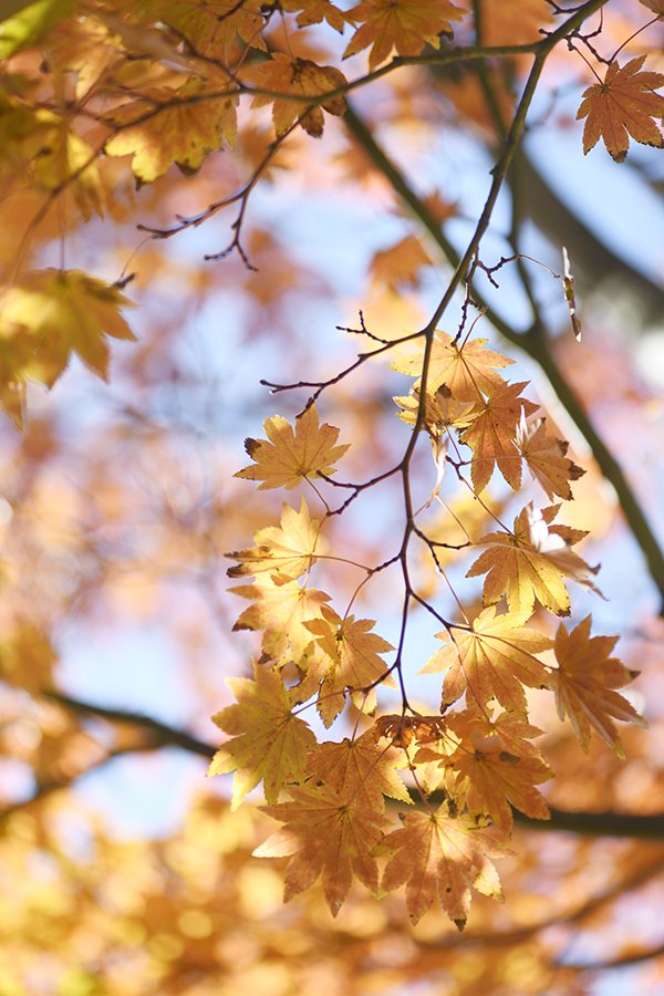 もみじの紅葉