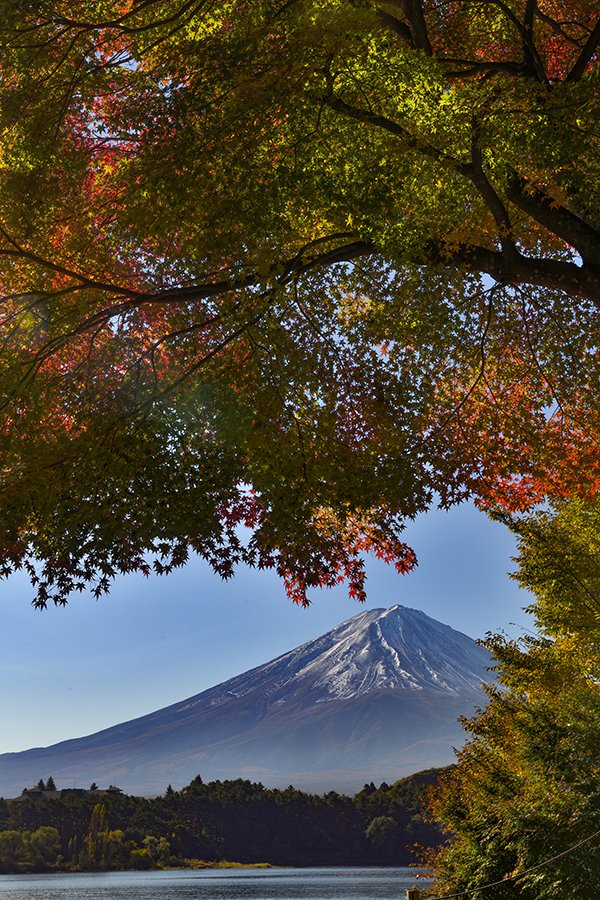 桑崎のカエデ越しの富士山