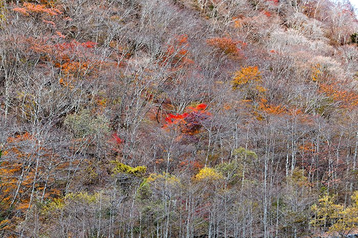 標高1200mの山は紅葉終盤