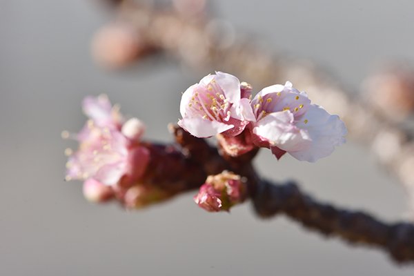 駿府城公園の桜、もう咲いています