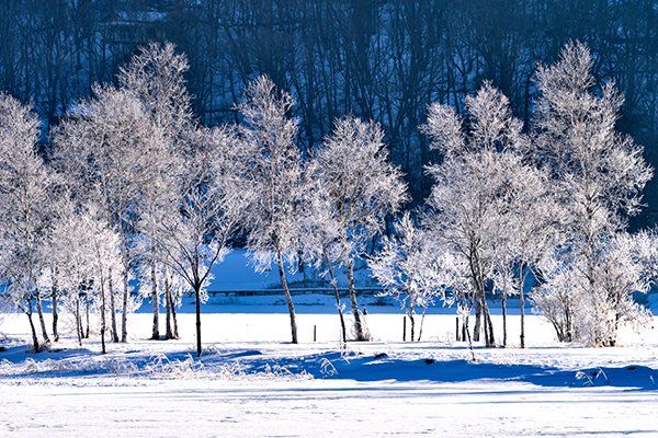 白銀と群青色の冬木立