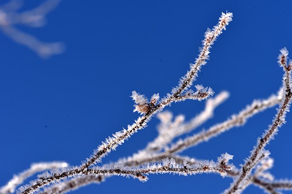 霜の花