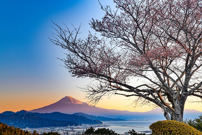 紅富士のころ