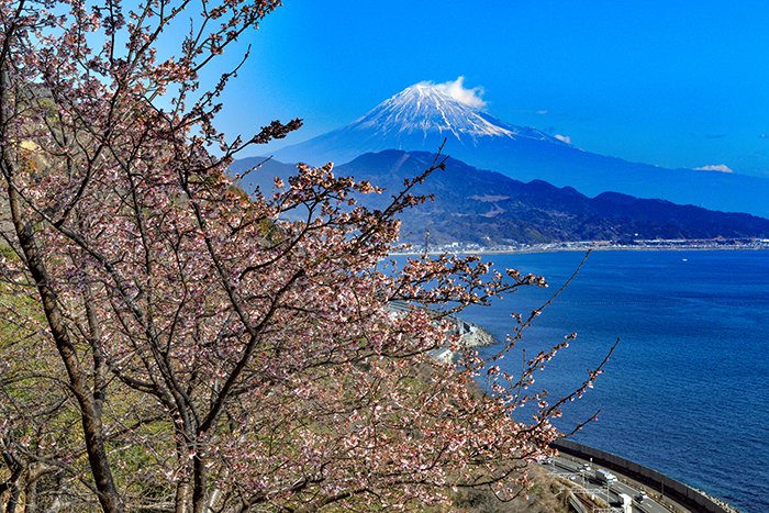 興津桜と富士山の競演