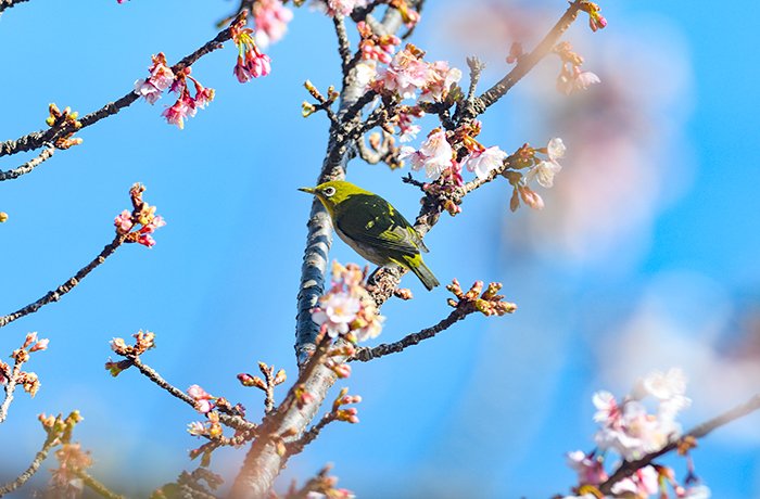 今年も可愛いメジロにあうことができました