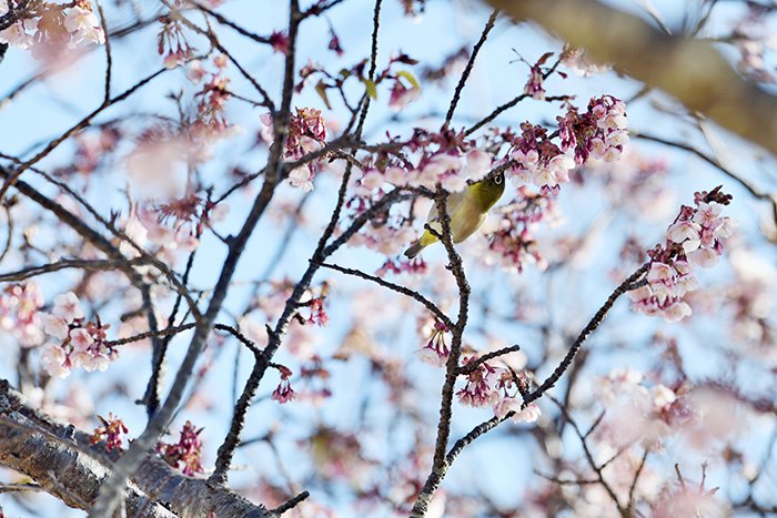 早咲き桜と目白