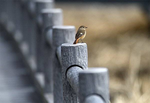 ジョウビタキのメス