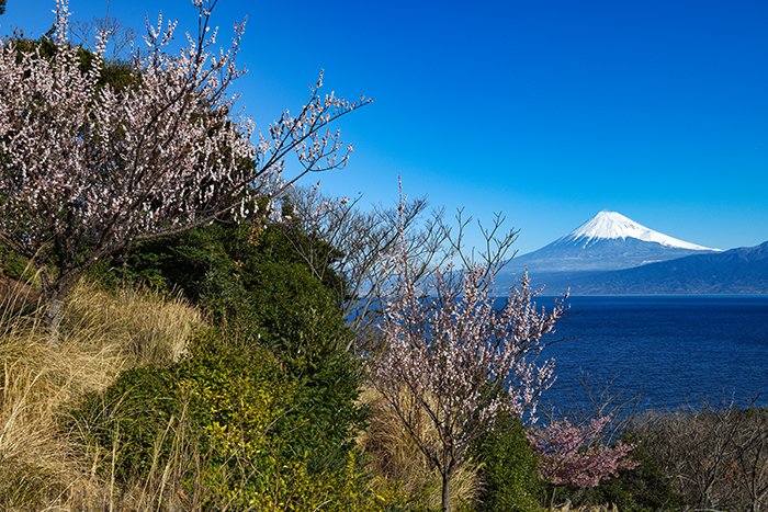 梅咲く静かな風景